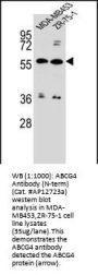 ABCG4 Antibody (N-term)
