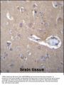 SEC62 Antibody (N-term)