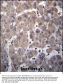 YIPF1 Antibody (N-term)