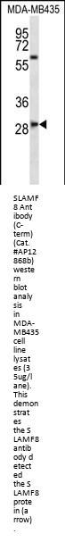 SLAMF8 Antibody (C-term)