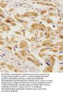 EGF Antibody (Center)