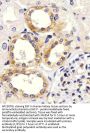 EGF Antibody (Center)
