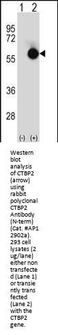 CTBP2 Antibody (N-term)