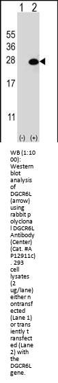 DGCR6L Antibody (Center)