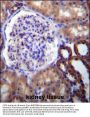 FUT6 Antibody (N-term)