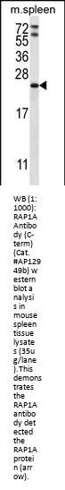 RAP1A Antibody (C-term)