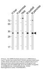 SFRP5 Antibody (Center)