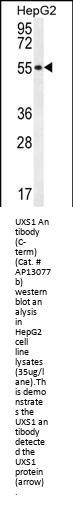 UXS1 Antibody (C-term)