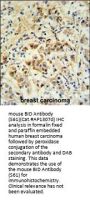 mouse BID Antibody (S61)