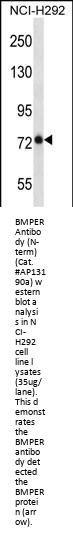 BMPER Antibody (N-term)