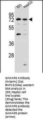GIMAP8 Antibody (N-term)