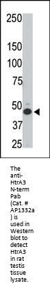 HtrA3 Antibody (N-term)