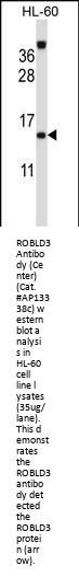 ROBLD3 Antibody (Center)