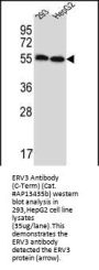 ERV3 Antibody (C-Term)