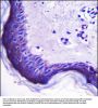 ERV3 Antibody (C-Term)