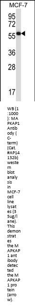 MAPKAP1 Antibody (C-term)