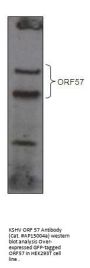 KSHV ORF 57 Antibody