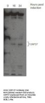 KSHV ORF 57 Antibody