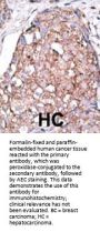 SIGLEC7  (D-siglec) Antibody (C-term H422)