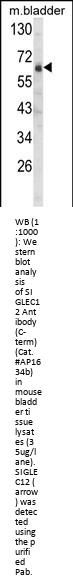 SIGLEC12 Antibody (C-term)