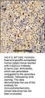 SIGLEC12 Antibody (C-term)