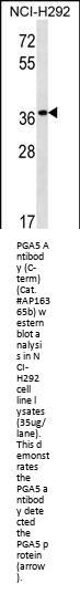 PGA5 Antibody (C-term)