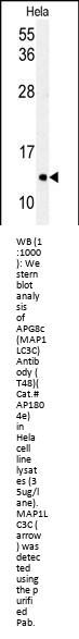 LC3 Antibody (APG8C) (T48)