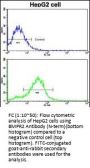 BMPR2 Antibody (N-term)