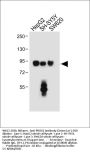 PROX1 Antibody (Center)