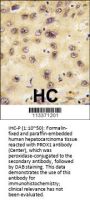PROX1 Antibody (Center)