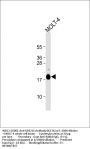 UBE2L6 Antibody (C-term)