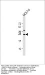E2EPF Antibody (C-term)