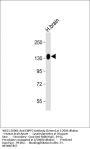ENPP2 Antibody (Center)