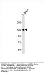 ENPP2 Antibody (Center)