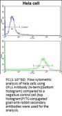 CFL1 Antibody (N-term)