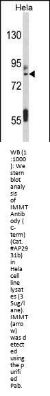 IMMT Antibody (C-term)