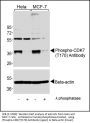 Phospho-CDK7(T170) Antibody