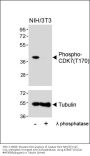 Phospho-CDK7(T170) Antibody