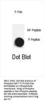 Phospho-CDK7(T170) Antibody