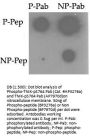 Phospho-TNIK(S764) Antibody