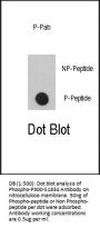 Phospho-P300(S1834) Antibody
