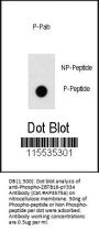 Phospho-ZBTB16(Y334) Antibody