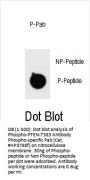 Phospho-PTEN(T383) Antibody