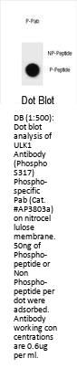 Phospho-ULK1(S317) Antibody