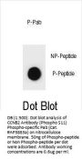 Phospho-CCNB2(S11) Antibody