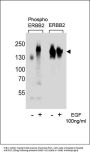 Phospho-ErbB2(Y1221) Antibody