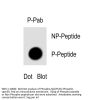 Phospho-Syk(Y526) Antibody
