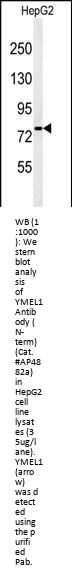 YMEL1 Antibody (N-term)