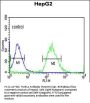 YMEL1 Antibody (N-term)