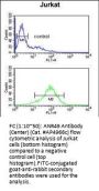 ANR49 Antibody  (Center)